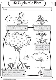 how to plant a seed instructions ks2