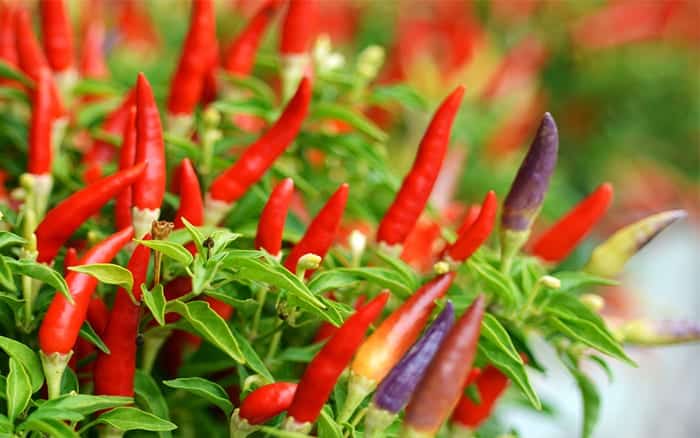 grow your own chillies instructions