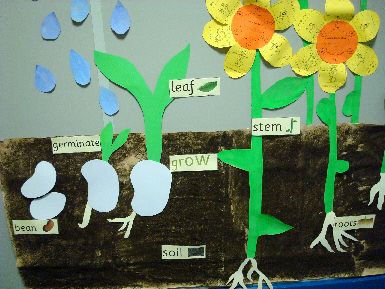 how to plant a seed instructions ks2