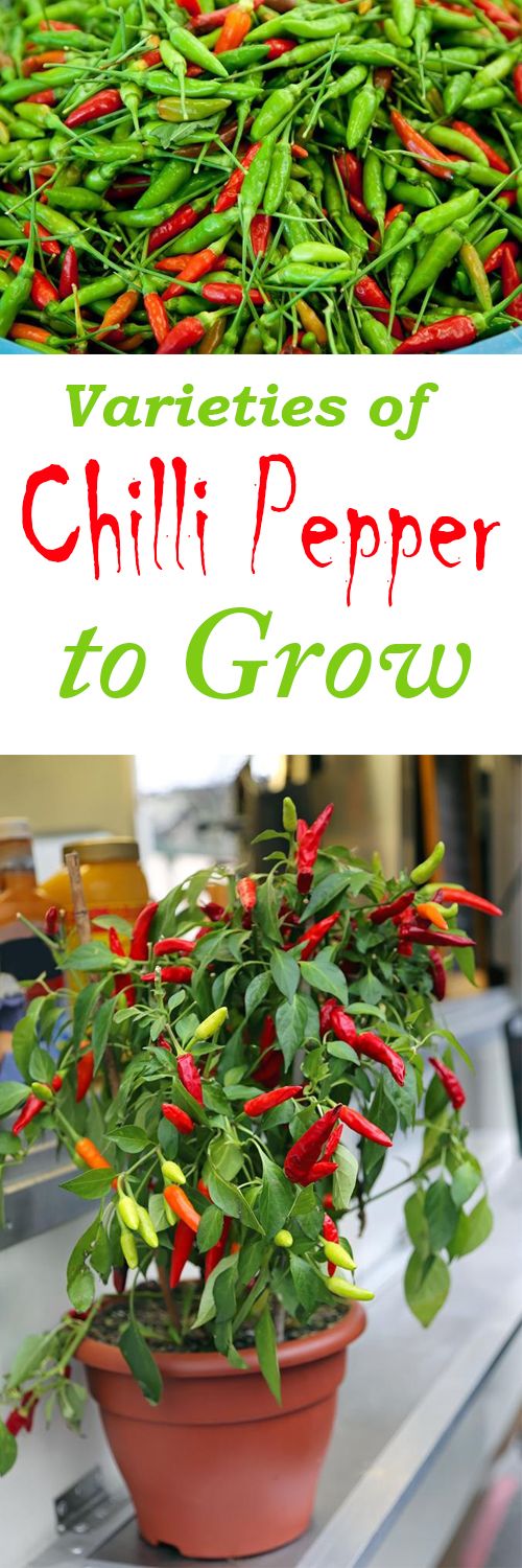 grow your own chillies instructions