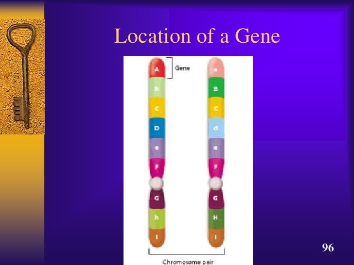 where within the cell are the dna instructions located
