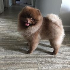 how to grooming pomeranian and instructions